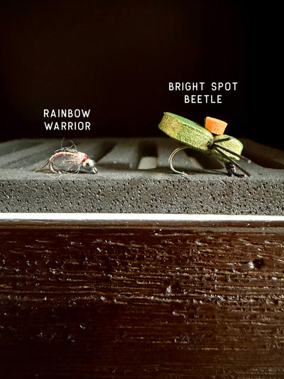 Bright Spot Beetle and Rainbow Warrior 